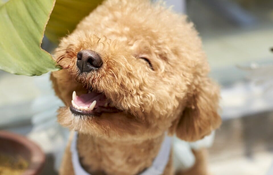 standard poodles are a big dog breed that doesn't shed