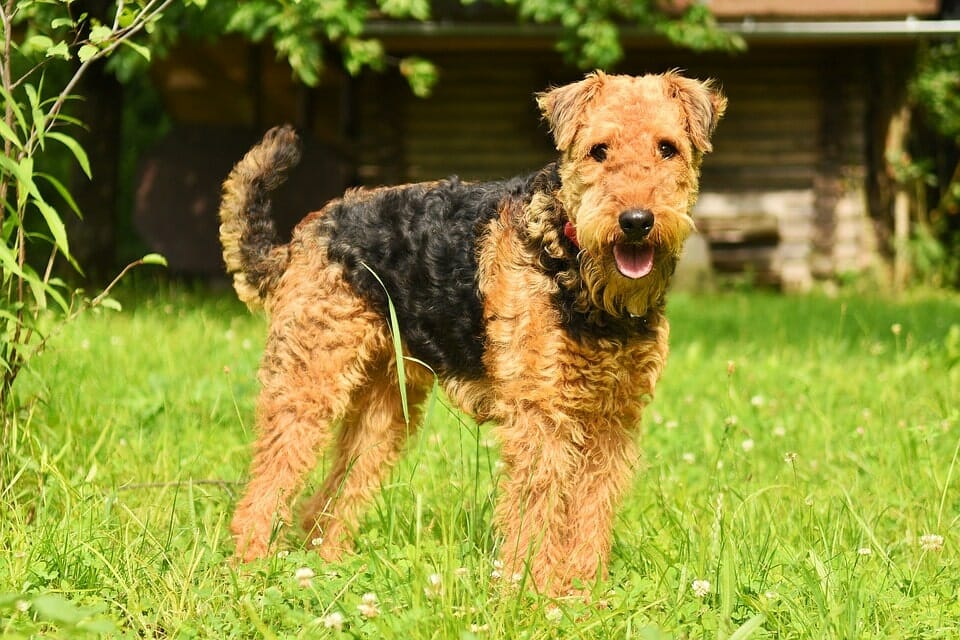 Airedale Terrier large low shedding dog breed