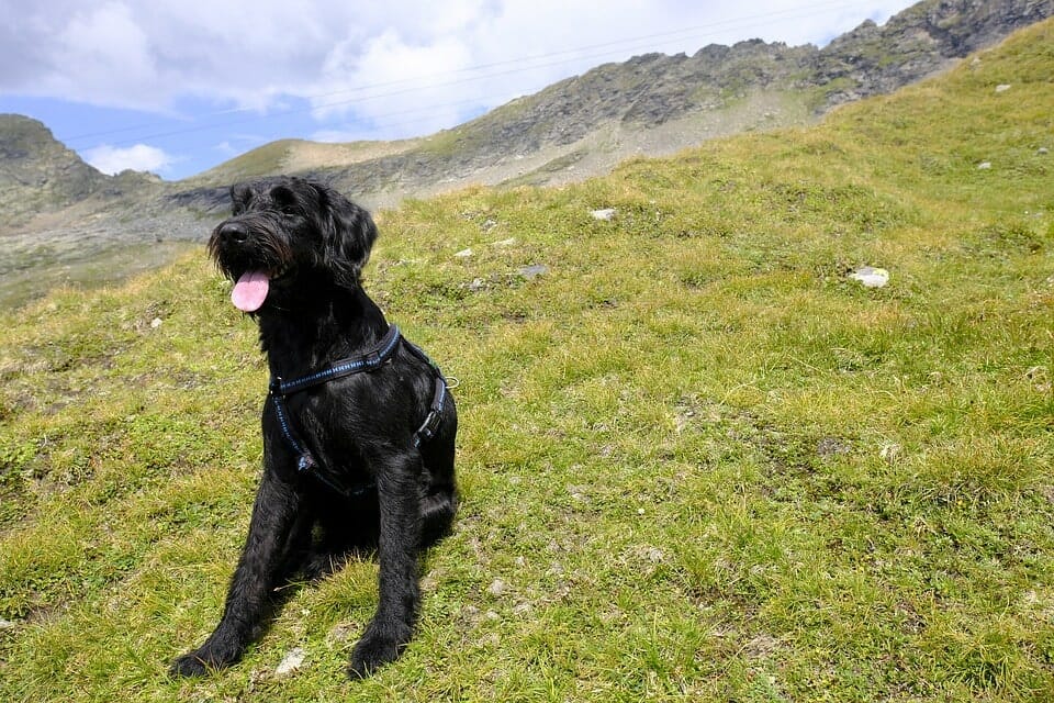 Giant Shnauzer large breed of low shedding dog