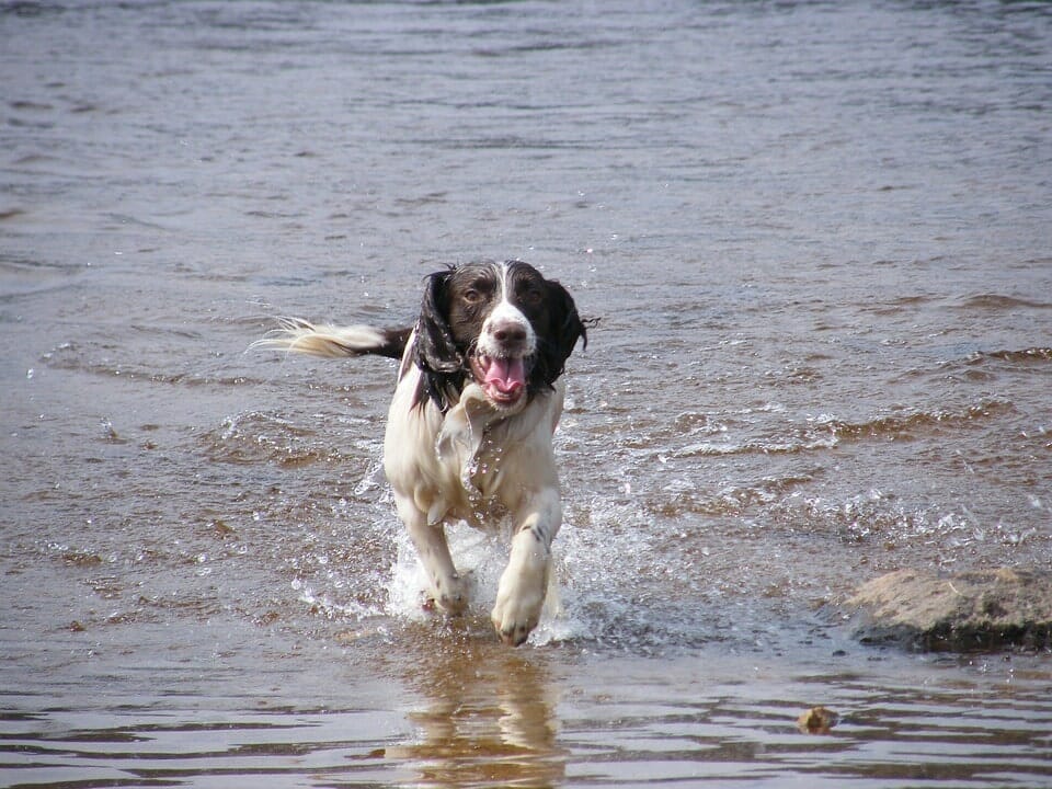 irish water spaniel - large low shedding dogs