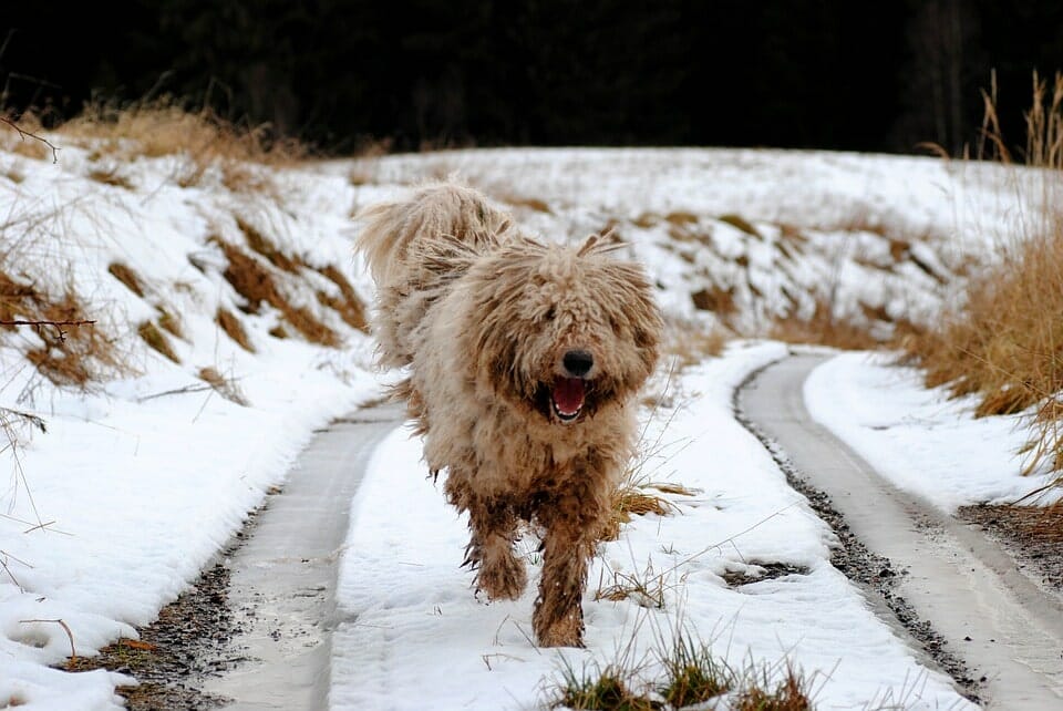 komondor large non shedding dog breed