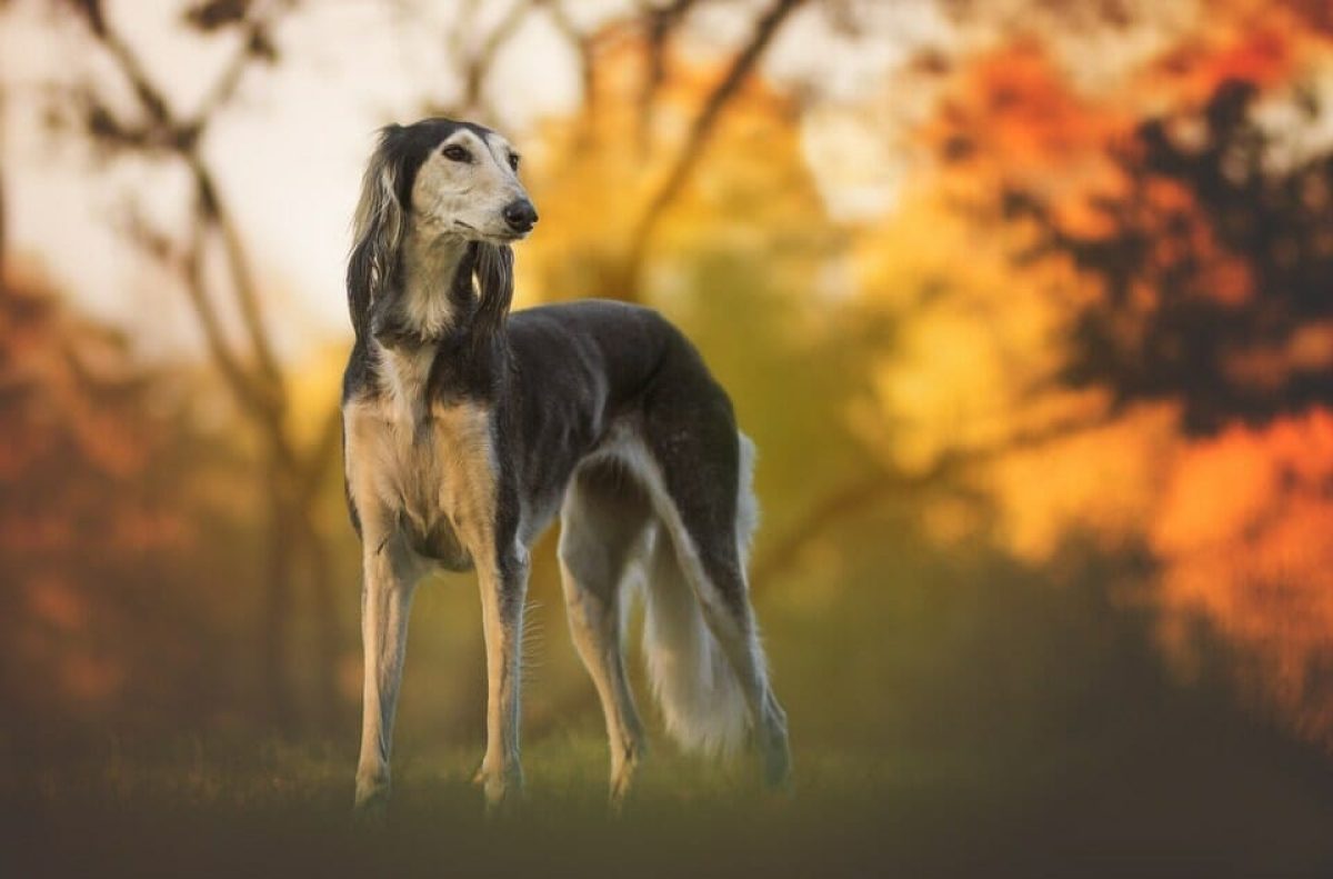 Big Dogs That Don t Shed Low Shedding Large Dogs