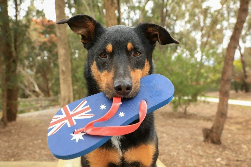 Skin Cancer in Pets