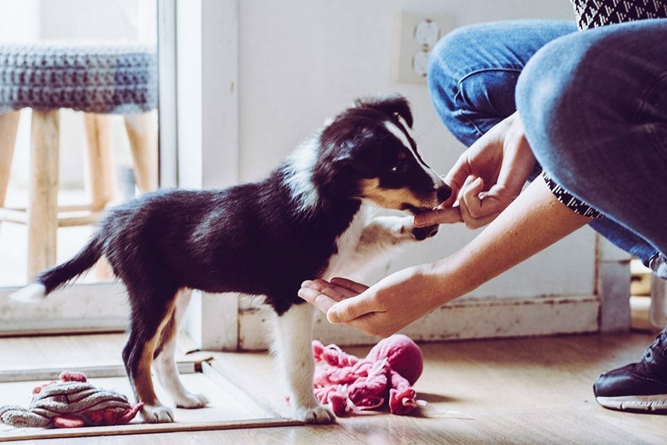 house training your puppy