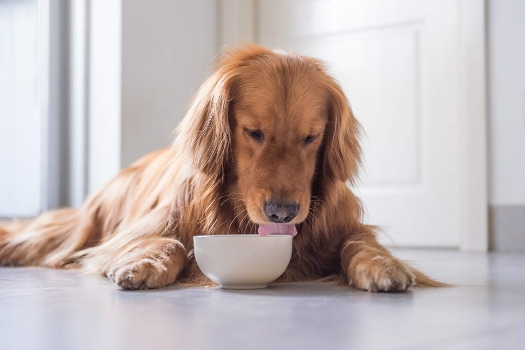 What Foods Are Dangerous to Dogs? - Pet Insurance Australia