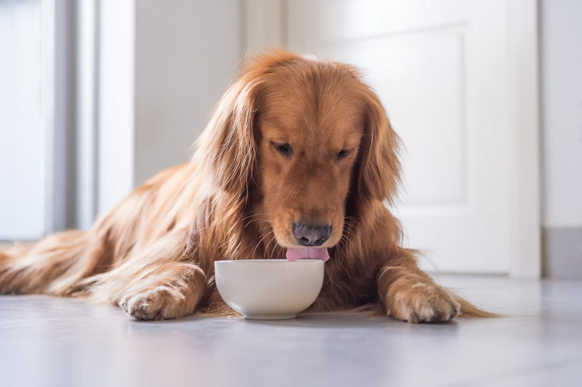 What Foods Are Dangerous to Dogs?