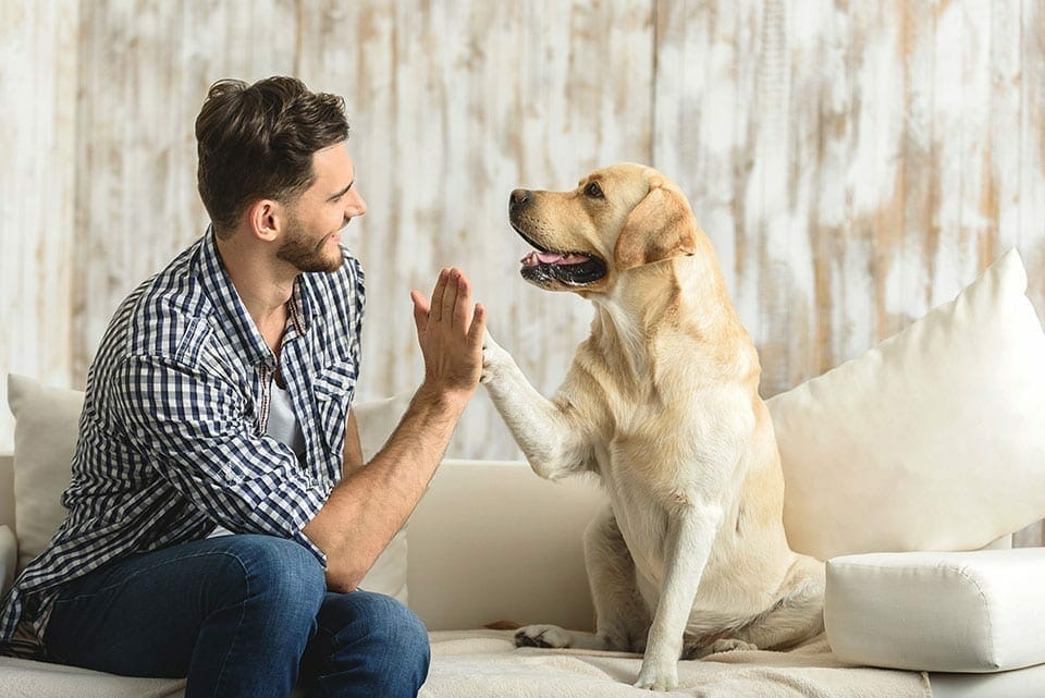 what is pet insurance