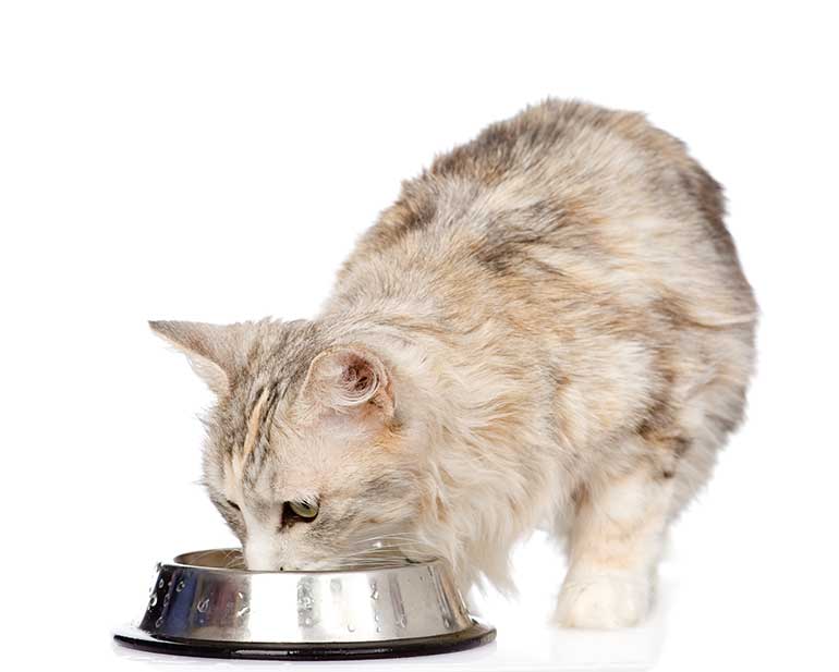 what is the best diet for a cat