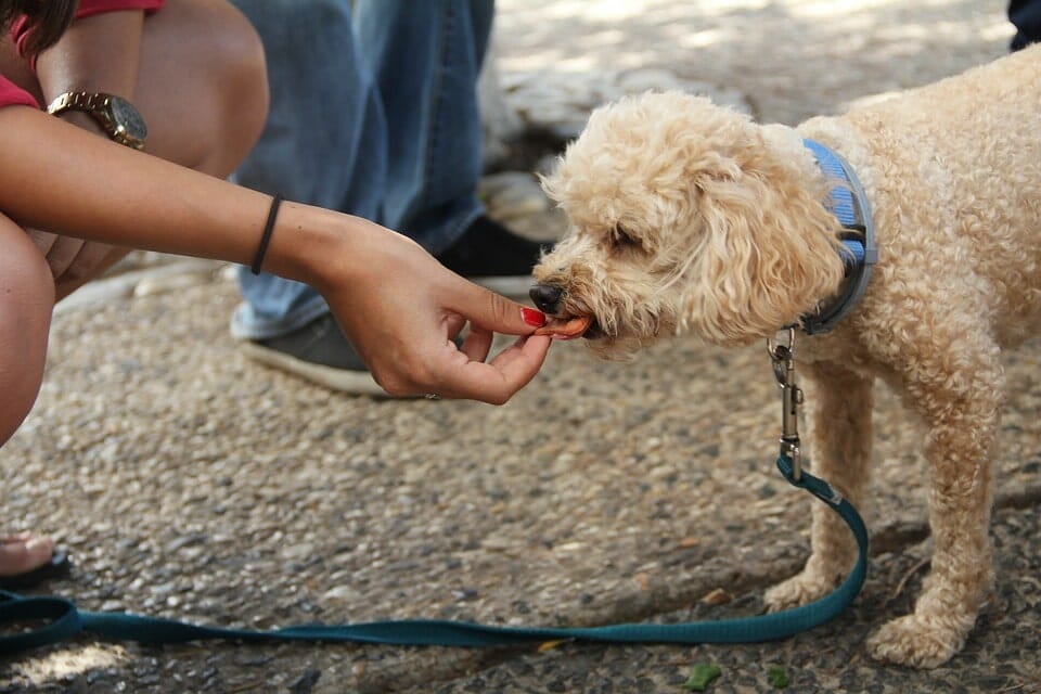 What can dogs not eat