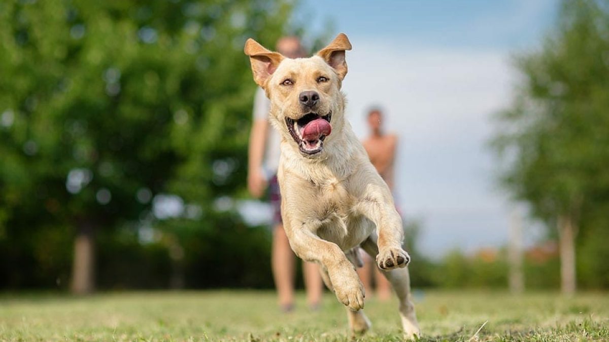Can dogs have soy lecithin?