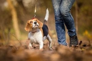 How Often Should You Walk Your Dog