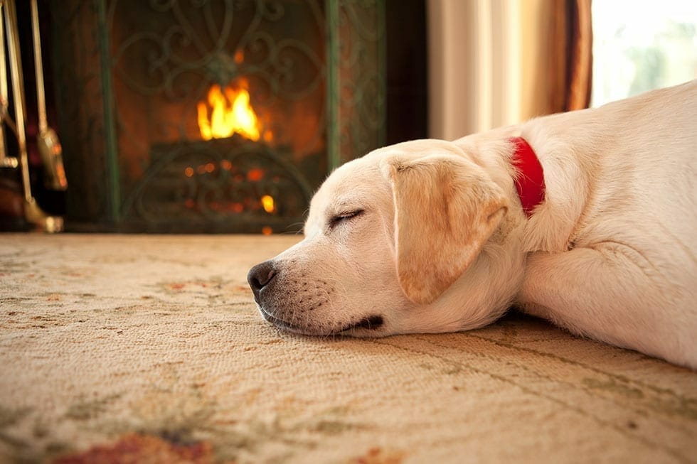 300 Increase in Pet Burns Over Winter