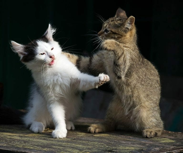 How To Stop Cats From Fighting Are My Cats Fighting Or Playing?