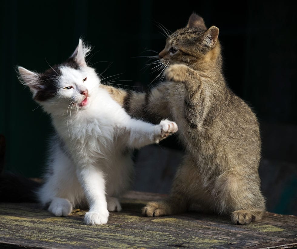 cats about to fight