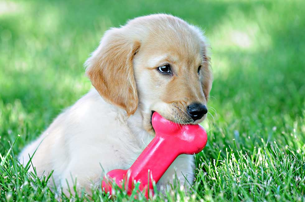 How to Help a Teething Puppy