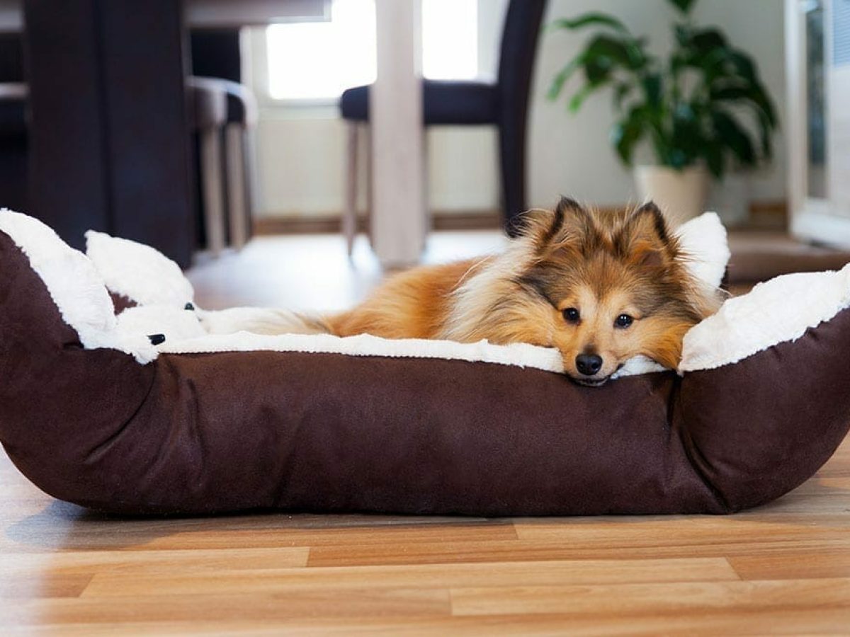 A Guide to Dog Beds