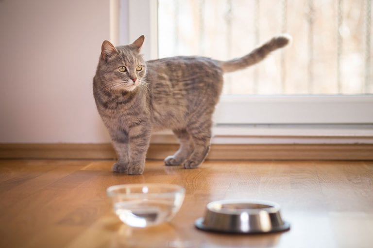 Rehoming Cats Facts