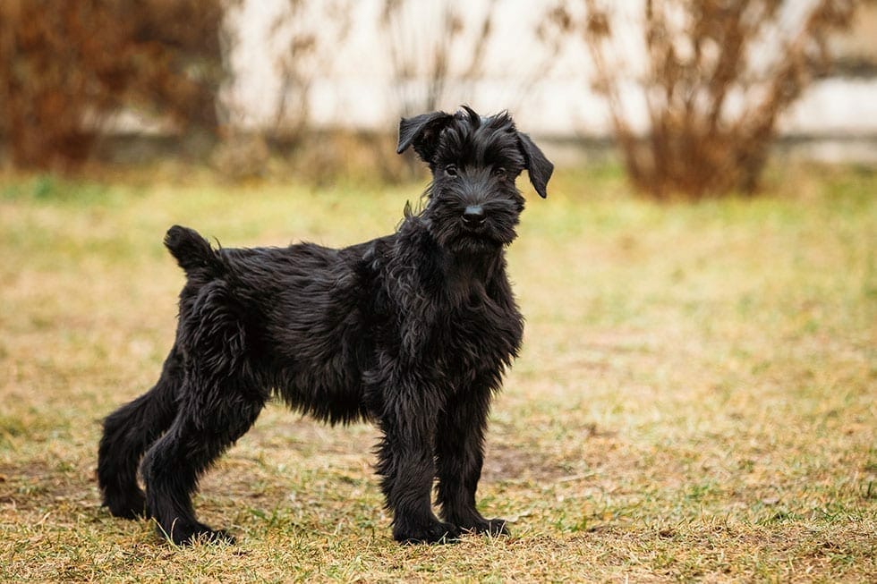 Top Low Shedding Dog Breeds