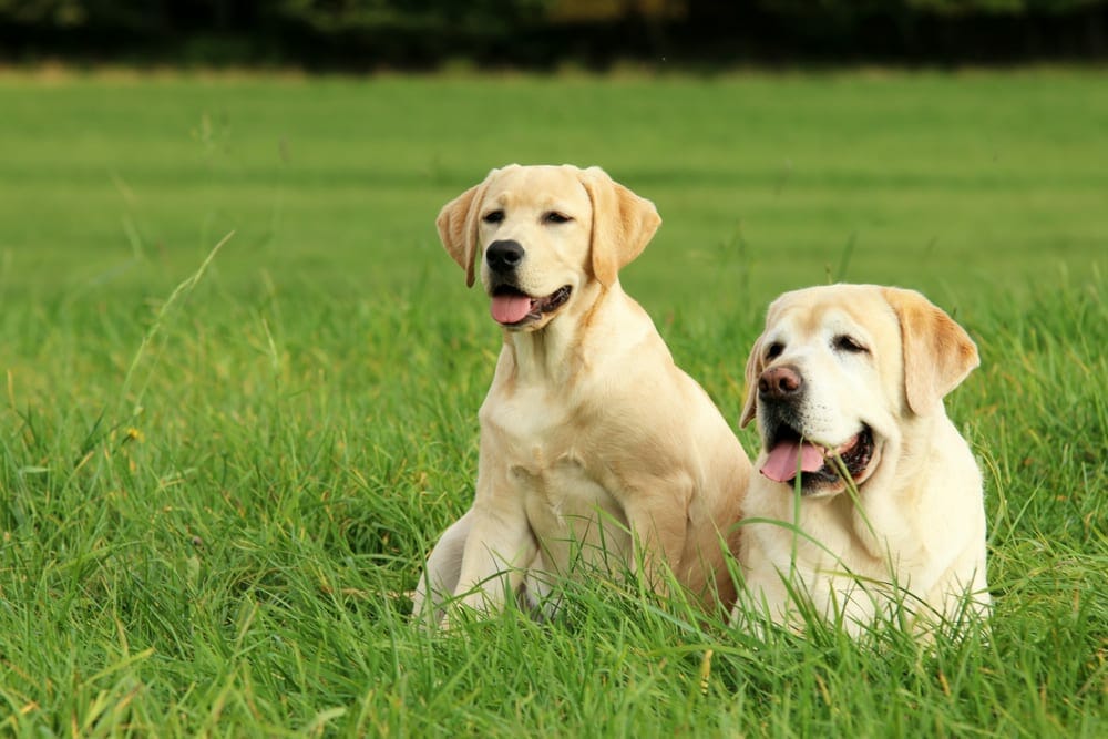 Smoking Pet Health