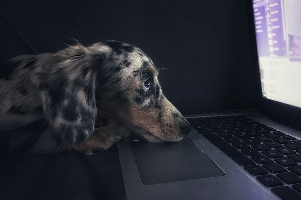 2019 Top Pet Tech