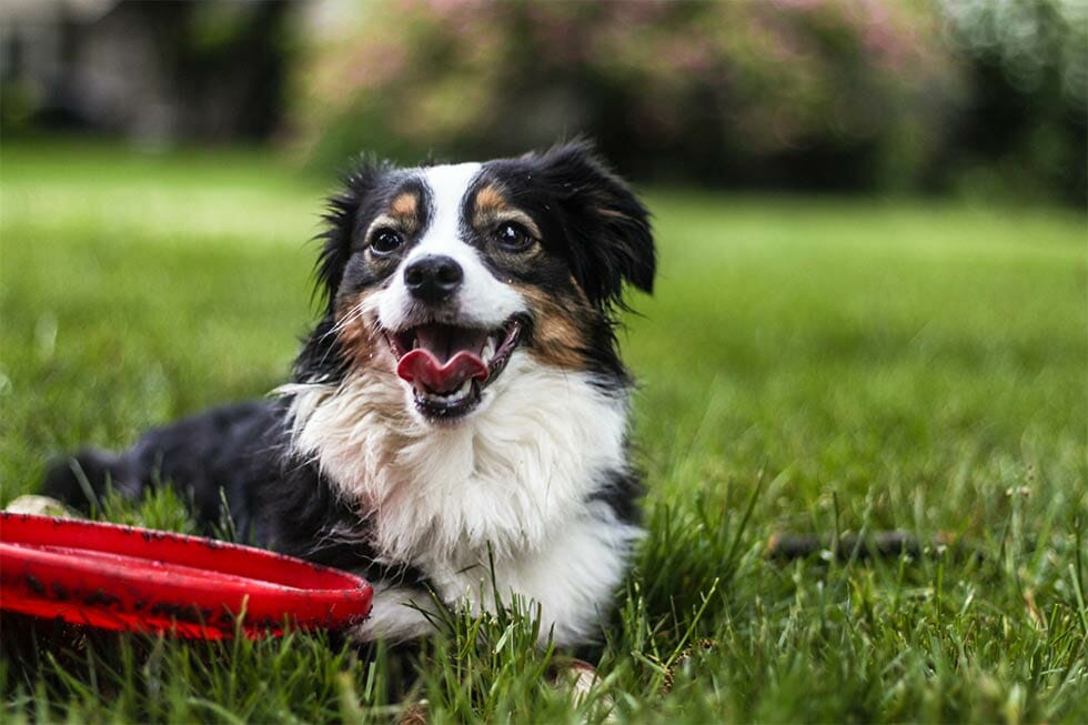 Back to School Blues - Pet Boredom