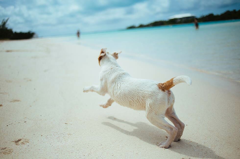 DogFriendly Holidays in Australia