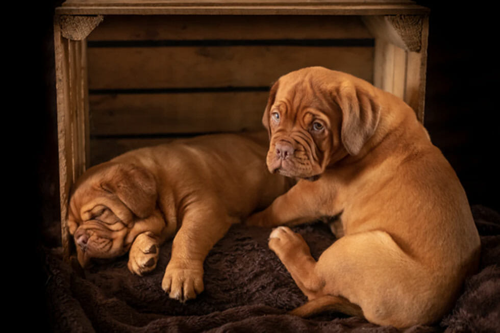 Dog Crate Training 101