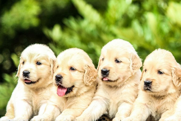 7 reasons 40,000+ Aussies Choose Pet Insurance Australia