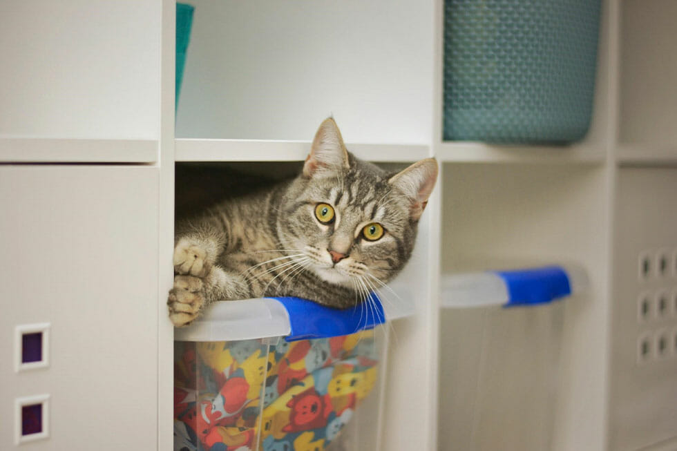 Cat Small Spaces