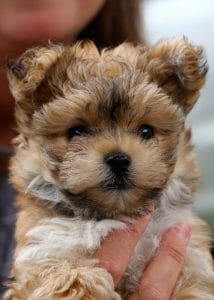 Morkie Cute Mixed Dog Breeds 1