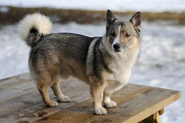 Mixed breed dogs, cute hybrids, diverse appearances, variety in sizes, different coat types, popular crossbreeds, unique dog mixes, adorable canine companions, dog breed information, pet adoption options, family-friendly pets, distinct physical traits.