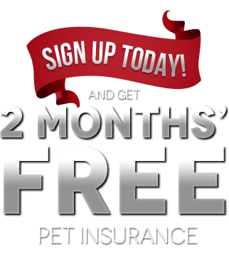 Pet Insurance Special Offer