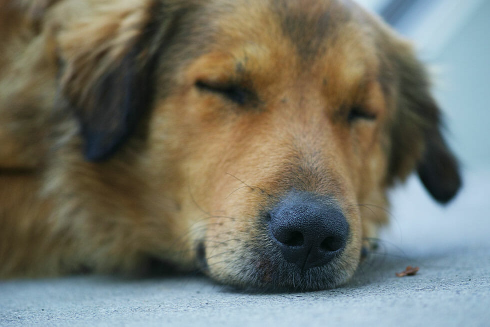 pumpkin puree dog upset stomach