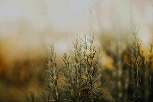 rosemary rosemary