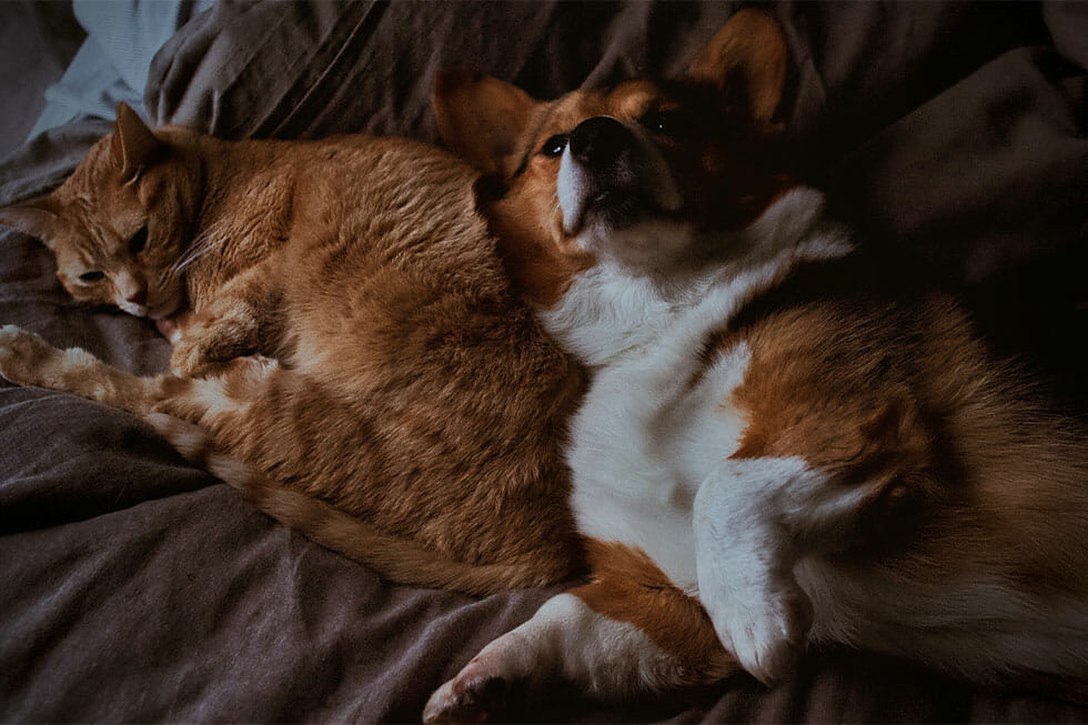 Dog get along with cat
