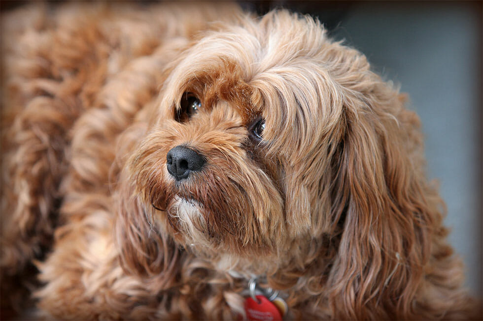 top 20 dog breeds for families