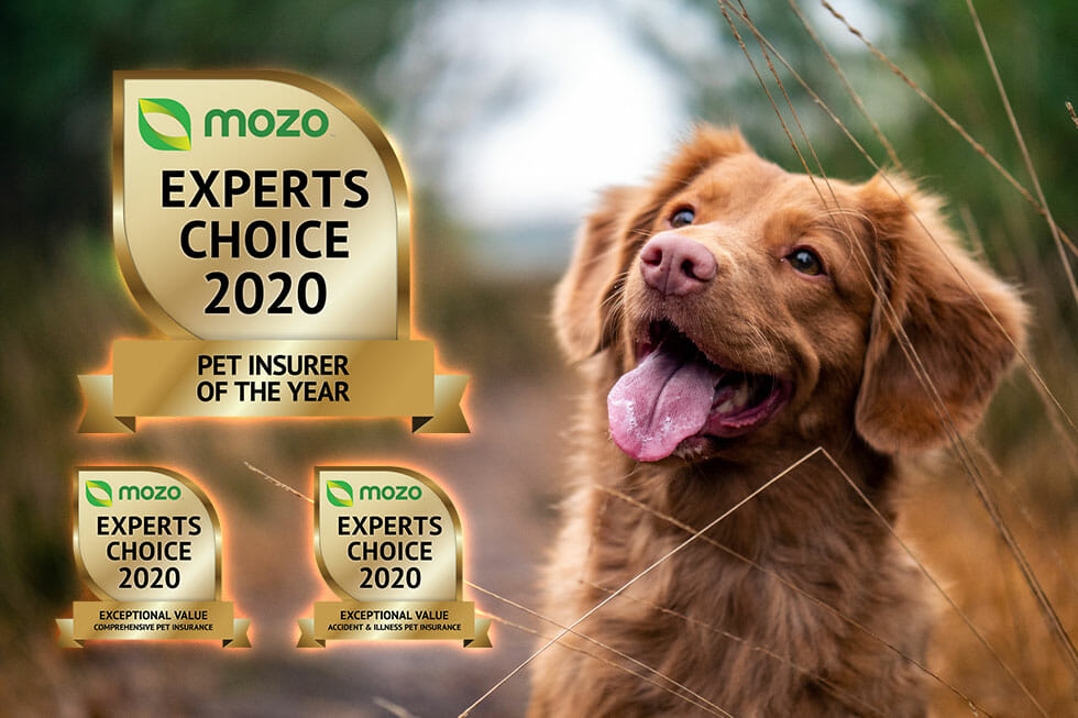 2020 pet insurer of the year