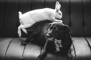 Dogs Friendly Rabbits