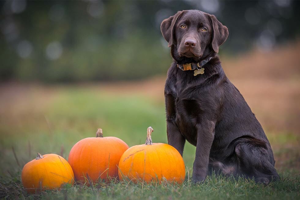 Horror hound halloween