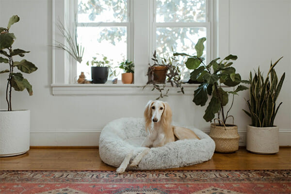 Train Your Dog To Stay Out Of Your Bedroom and Off Your Bed