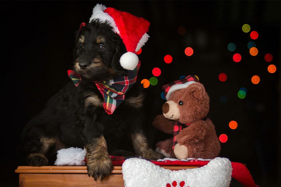 pet gifts christmas