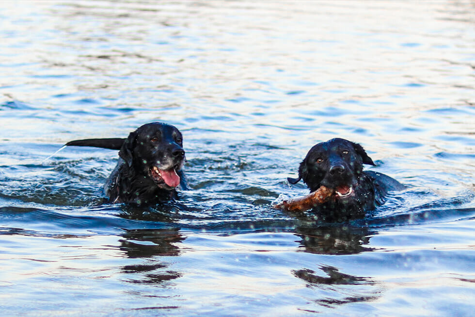 Swimming dogs