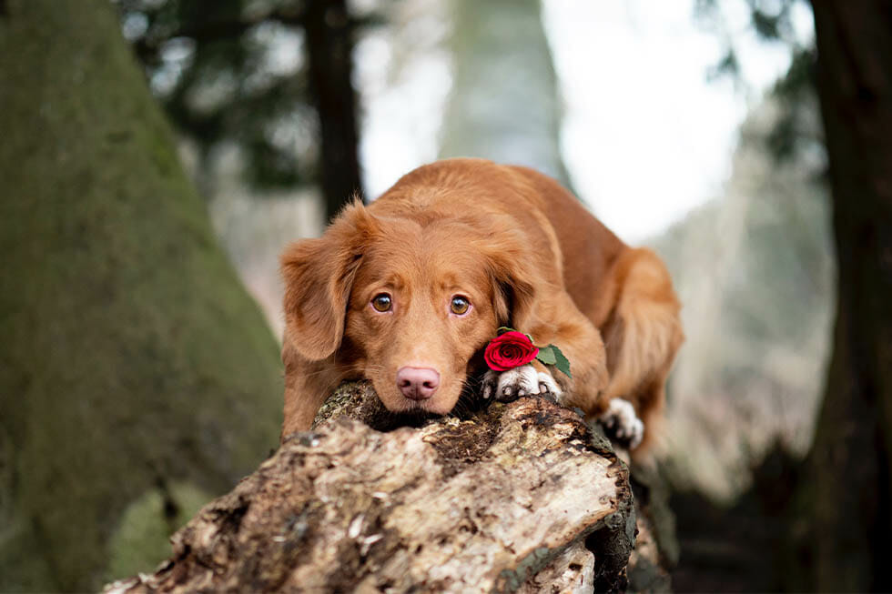 valentines day dog chocolate