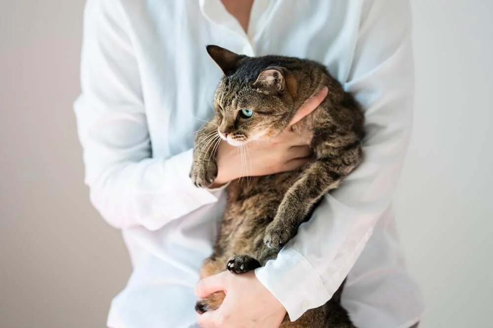 Why Cats Dont Like Being Held
