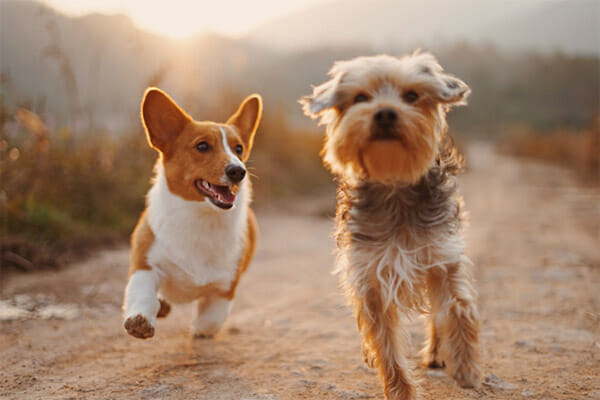 arthritis cars dogs2 arthritis cars dogs2
