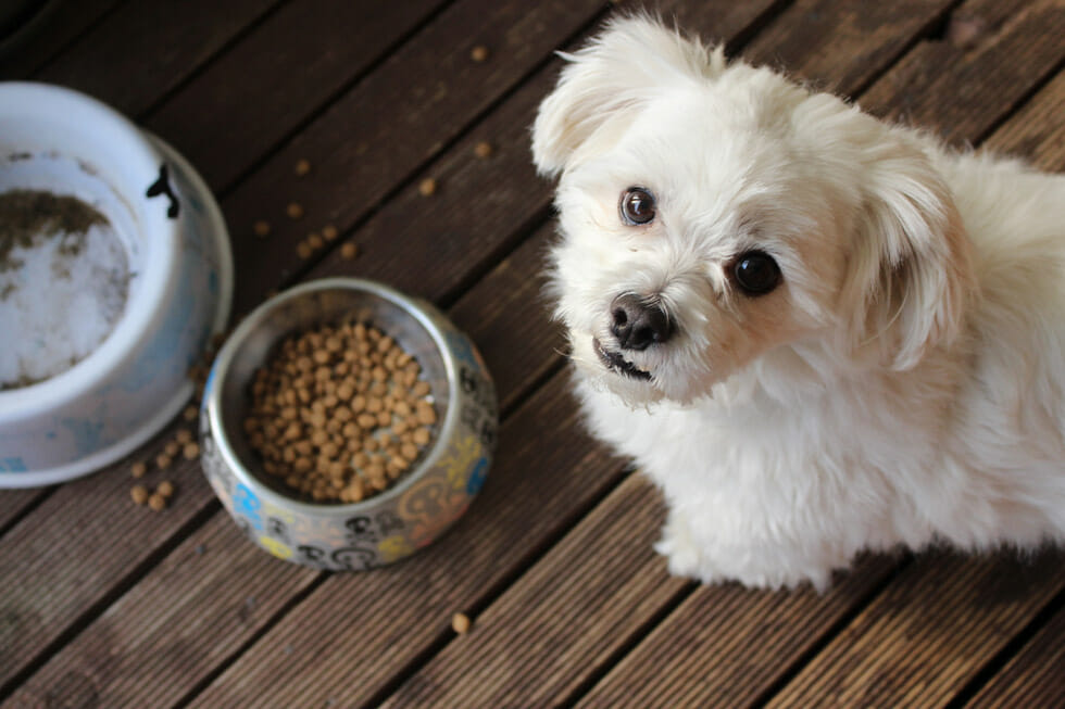 Choose right dog food