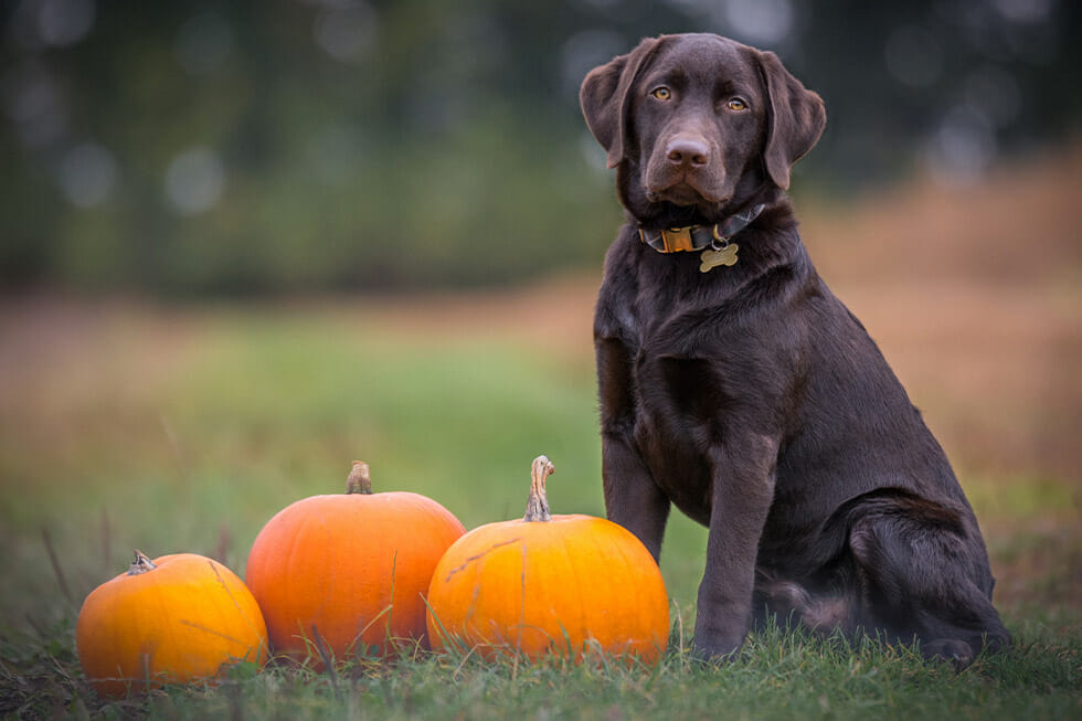 Halloween spook pets