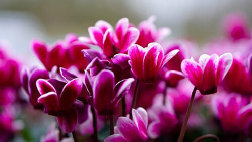 Cyclamen dangerous for pets