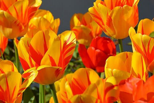 Tulips dangerous for pets