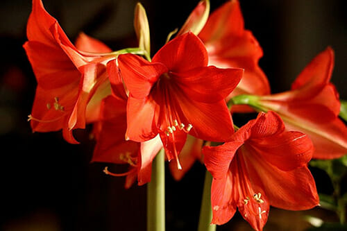 Amaryllis dangerous for pets